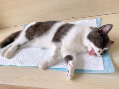 -乐派堂宠物医院·猫友好· 心脏科(东街店)