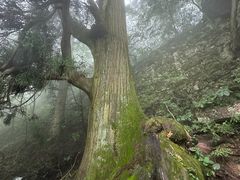 -天目山大树王景区