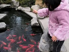 -合肥滨湖国家森林公园