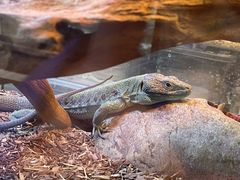 -酷以爬仙阁实体爬宠店·守宫·蜥蜴·专业繁育