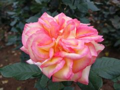 -人民公园(罗湖区)