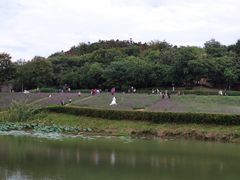 -大塘金香草谷