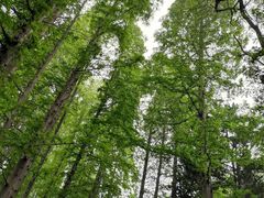 -小倩倩•鸡汤馄饨(江西路创始店)