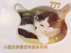 -猫域·湾主题猫咖·宠物吧(南坪城市广场店)