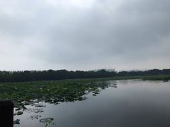 -荷塘月色湿地公园·向阳花洲
