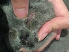 -Bastet sally猫舍购宠(静安店)