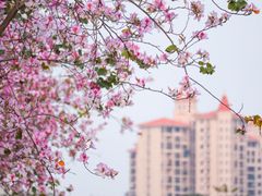 -文华公园(禅城区)