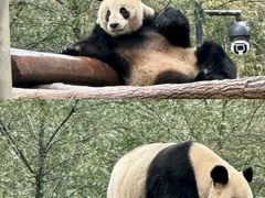 -都江堰中华大熊猫苑