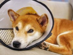 -豆柴町-柴犬主题狗咖(红鼎国际C座店)