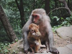 -黔灵山公园