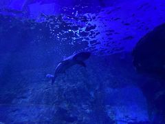 -秦皇岛新澳海底世界