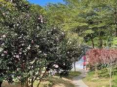 -广州市帽峰山景区