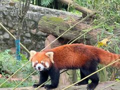 -都江堰中华大熊猫苑