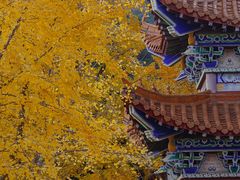 -遵化市禅林寺古银杏风景园