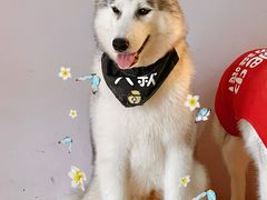 -Husky Go! 哈士奇体验馆·宠物咖啡厅狗咖