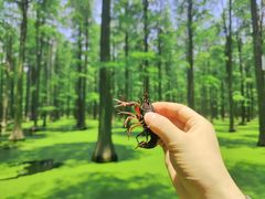 -渌洋湖湿地公园