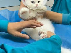 -中农国际动物医院24小时·猫科·骨科·急重症中心