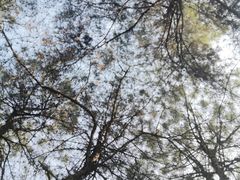 -铁山坪森林公园