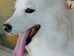 -瑞派福兴宠物医院犬猫全科·骨科·中西医结合(河东店)