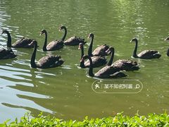 -广州长隆飞鸟乐园