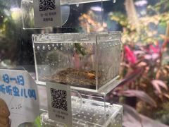 -上海大自然野生昆虫馆(东方明珠·爬宠昆虫探索中心)
