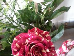 -双季花艺园艺市场(浦东店)