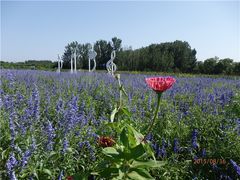 -北京东方普罗旺斯薰衣草庄园