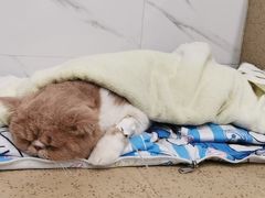-伟伟宠物医院·CT影像中心·瑞派犬猫综合性门诊(汉口总院)