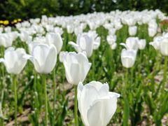-北京国际鲜花港