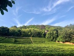 -雁南飞茶田景区