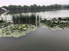 -洛阳市隋唐城遗址植物园