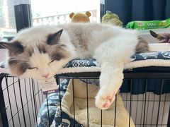 -酷以爬仙阁实体爬宠店·守宫·蜥蜴·专业繁育