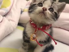 -佳雯宠物医院(金华南路分院)