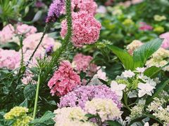 -上海滨江森林公园