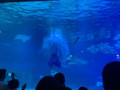 -烟台海昌鲸鲨海洋公园