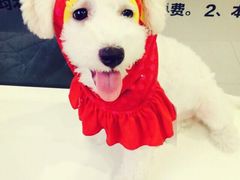 哆趣宠物-哆趣宠物医院·眼科·内镜·急重症转诊中心(上海店)
