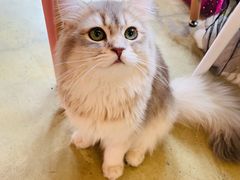 -藏猫猫咖啡主题馆(中央大道店)