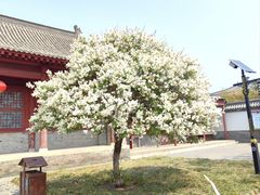 -开元寺塔