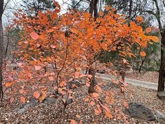 -阳台山自然风景区
