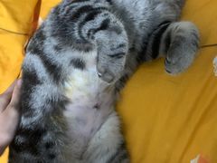 -瑞派旺宝宠物医院·犬猫全科综合·尿道专科(莲兴院)