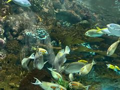 -上海海洋水族馆