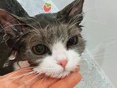 -momokira米努特·德文卷毛猫·棉花面纱犬