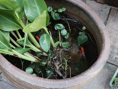 -紫阳古街