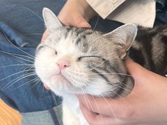 -有喵·猫咖·狗咖·30几只猫10只小狗(岗厦店)