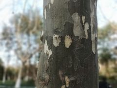 -西湖外事游船(花港观鱼码头)