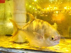 -巽寮印象美食部落餐厅·海鲜·地方特色菜(惠州体验店)