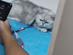 -关爱宠物医院·猫科中心·消化科(滨湖万达分院)