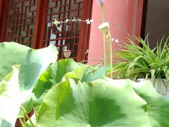 -龙湖东院农庄(乡间小路店)