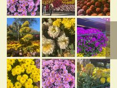 -国家植物园