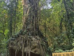 -莫里热带雨林景区